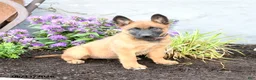 Belgian Malinois dogs for sale: Koda - Ad 5