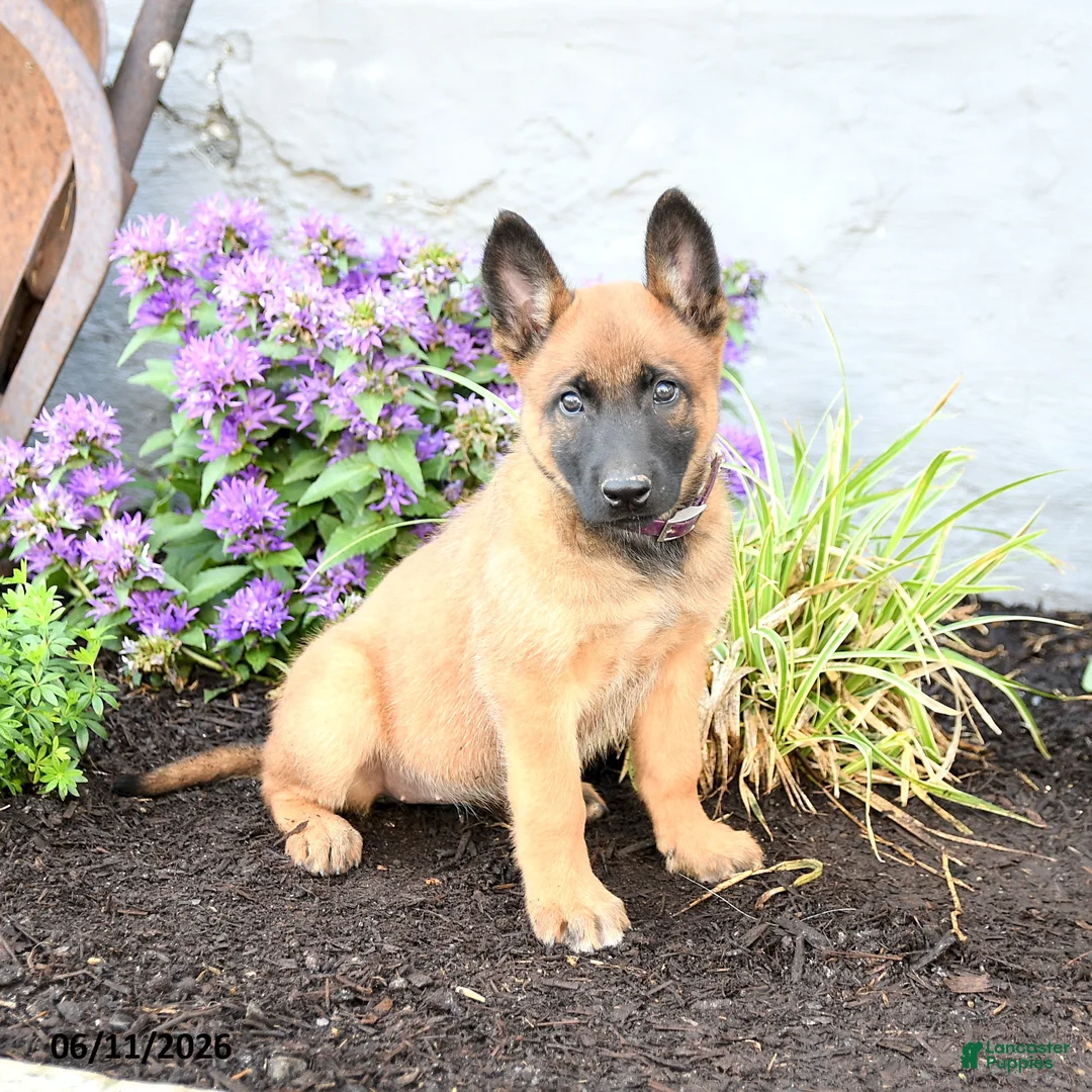 Belgian Malinois dogs for sale: Koda - Ad 5