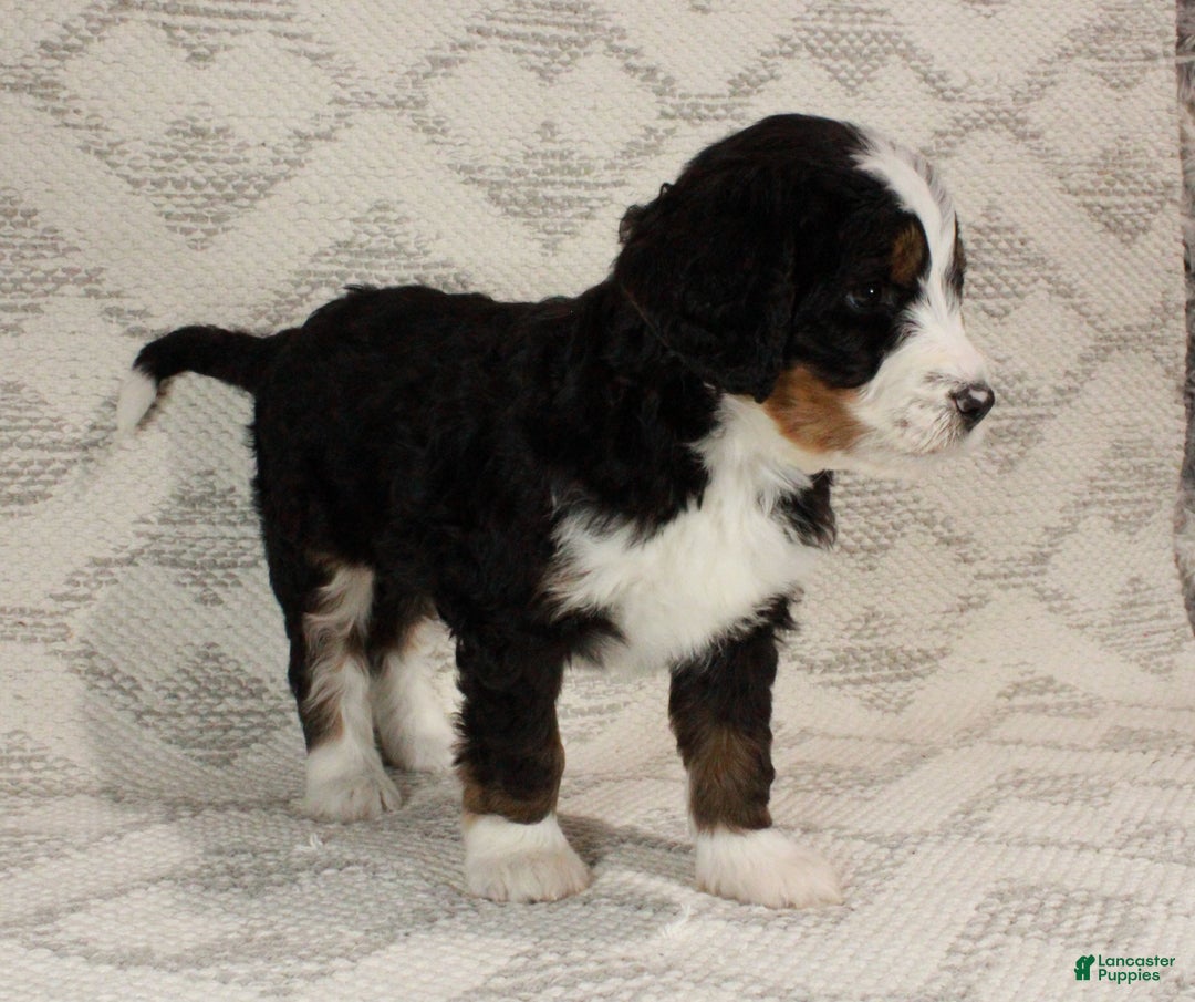 Bernedoodle dogs for sale: Max - Ad 9