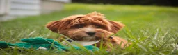 Cavapoo dogs for sale: Harper - Ad 3
