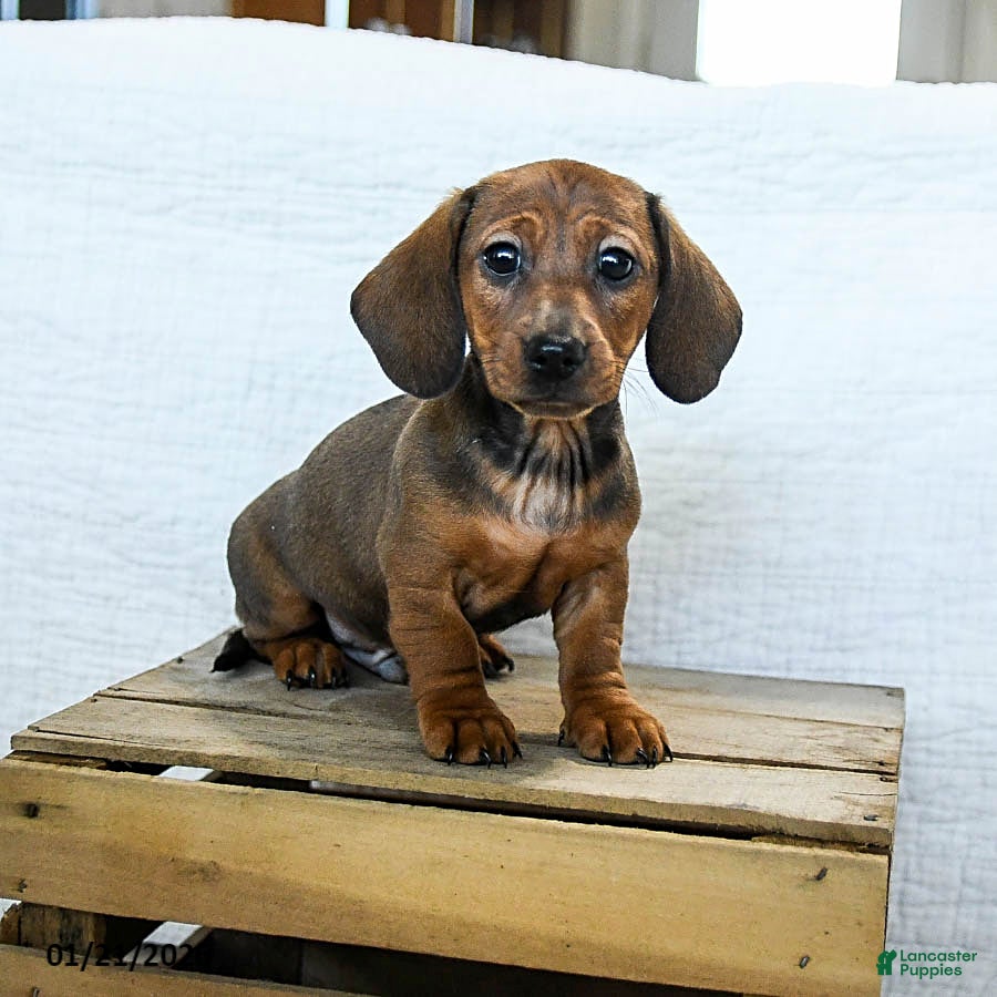 Miniature Dachshund dogs Coffee - Ad 22