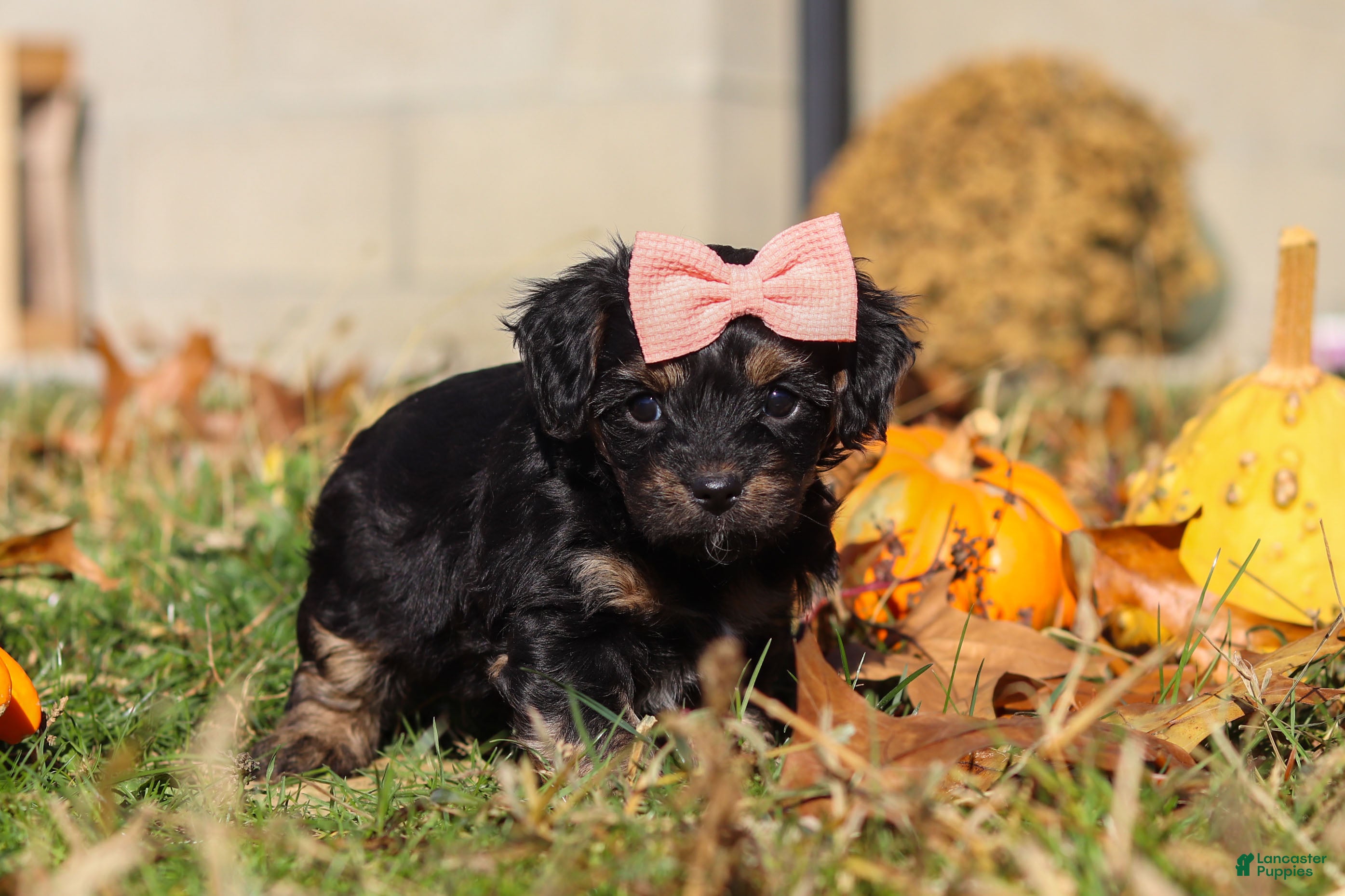 Yorkiepoo dogs Camila - Ad 34