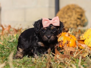 Yorkiepoo dogs Camila - Ad 26