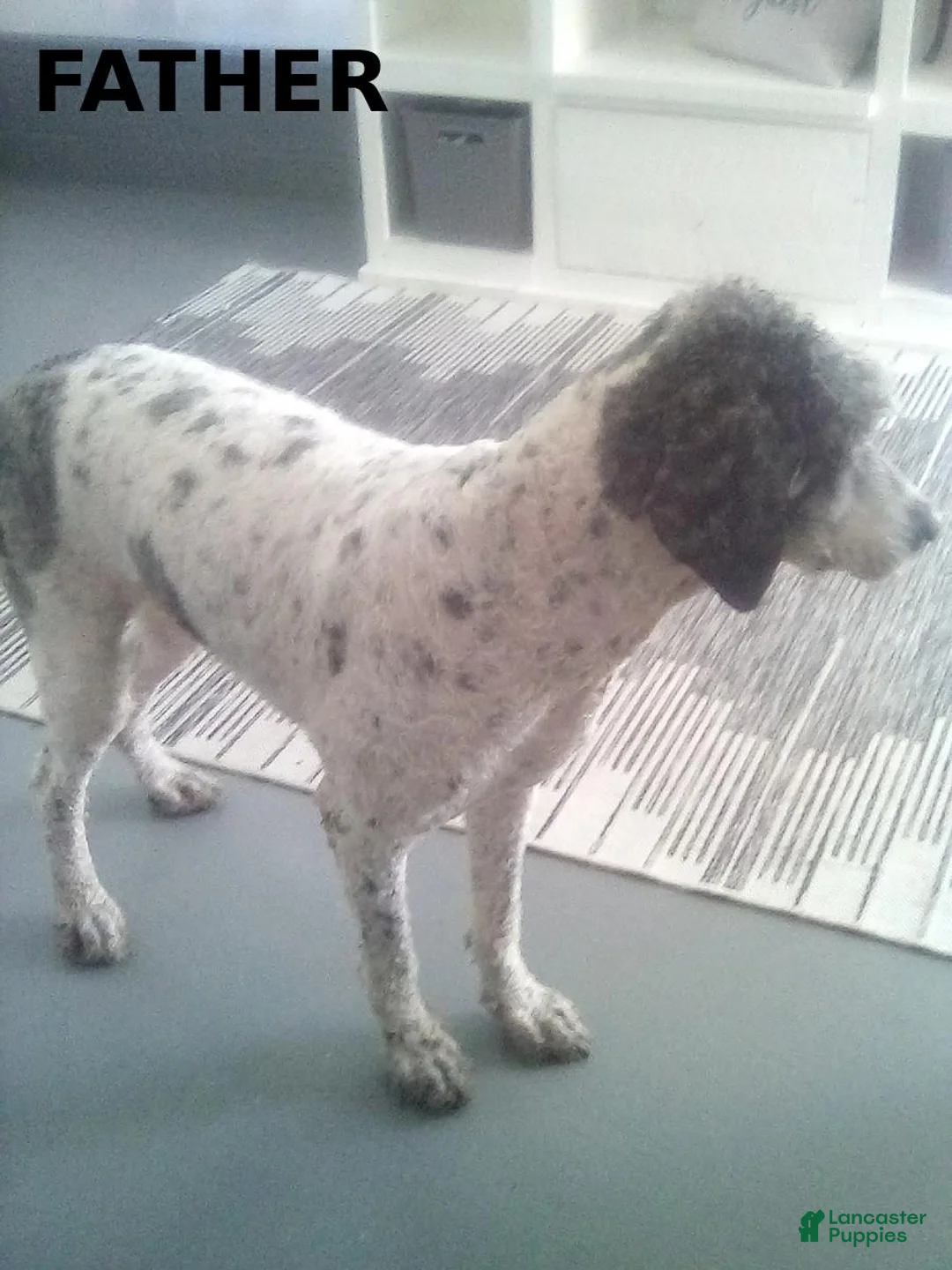 Bernedoodle dogs for sale: Mindy - Ad 7