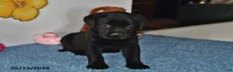 Labrador Retriever dogs for sale: Daisy - Ad 1