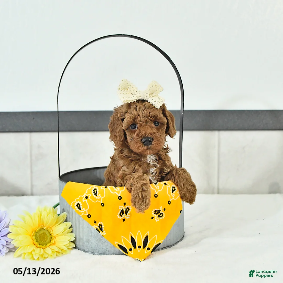 Toy Poodle dogs for sale: Lucia - Ad 2