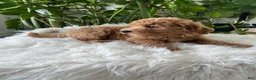 Mini Goldendoodle dogs for sale: Cassia  - Ad 5