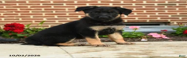 Frieda  