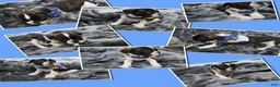 French Bulldog dogs for sale: Hercules - Ad 1