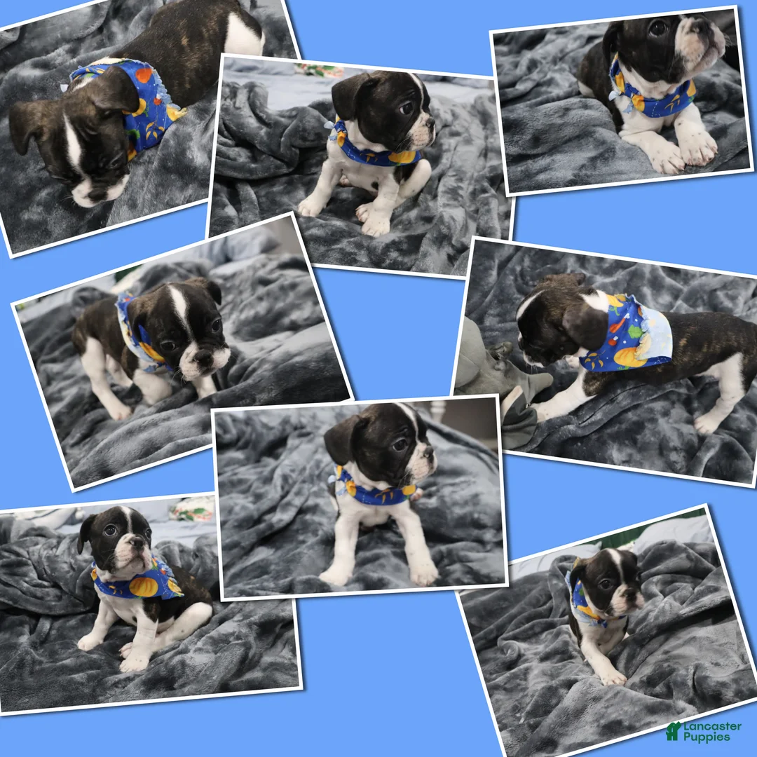 French Bulldog dogs for sale: Hercules - Ad 1