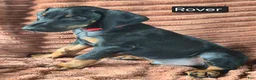 Doberman Pinscher dogs for sale: Rover - Ad 3