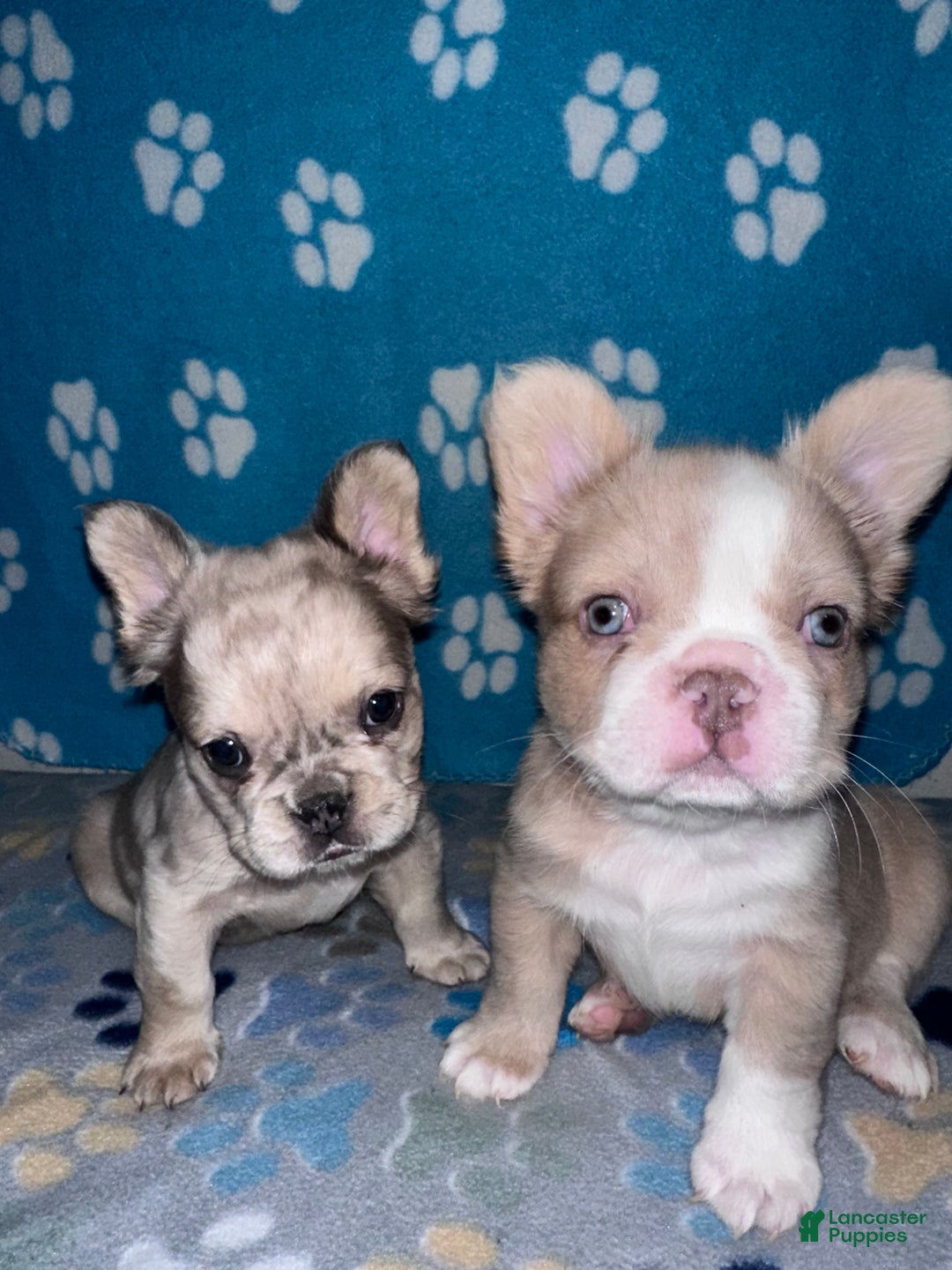 French Bulldog dogs for sale: Enzo - Ad 4