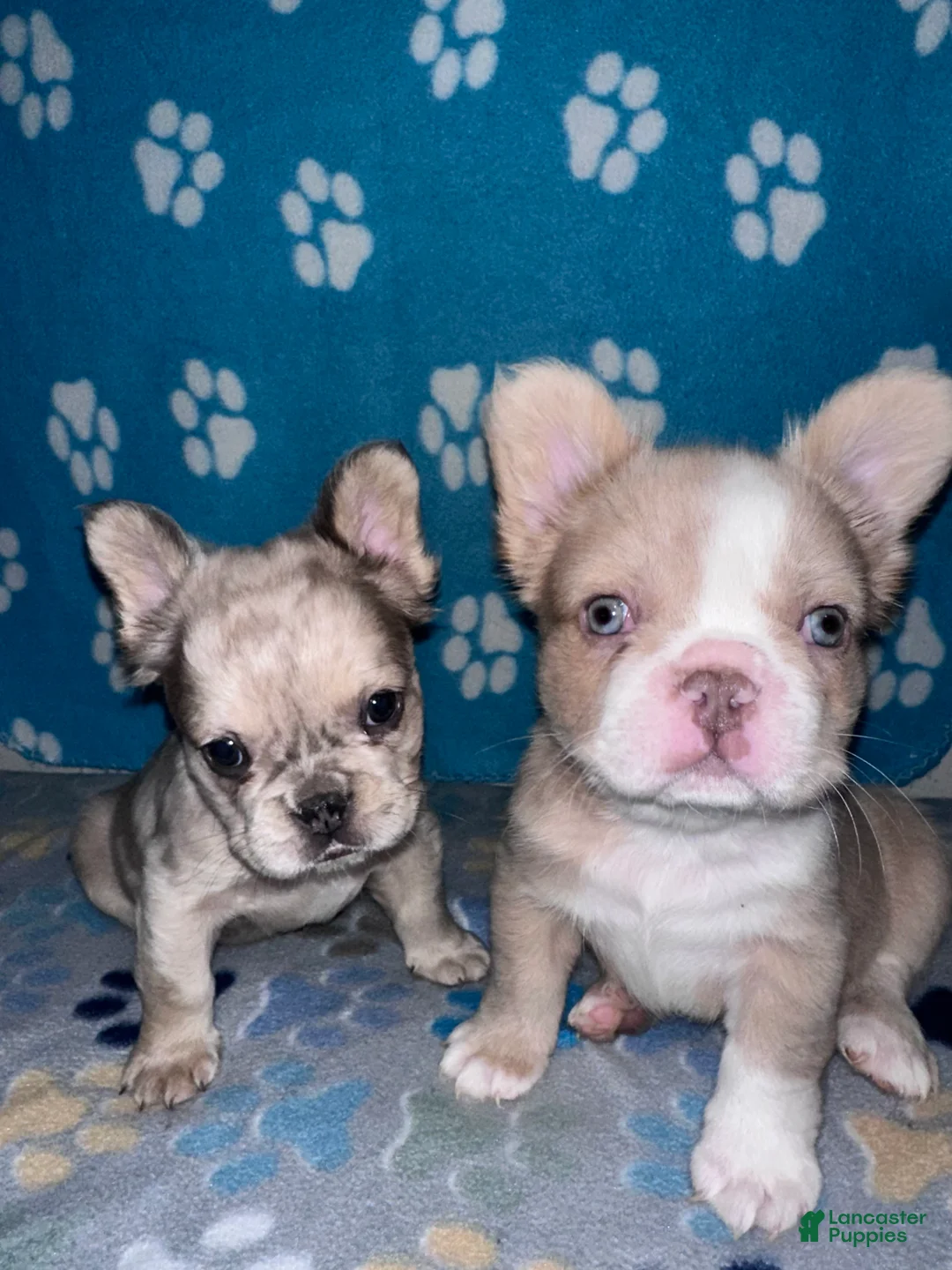 French Bulldog dogs for sale: Fatboy - Ad 4