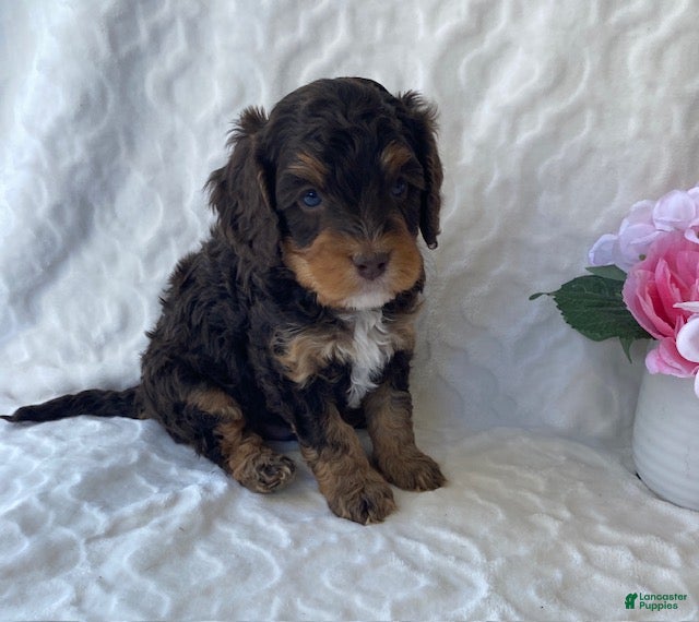 Cavapoo dogs Norman- chocolate tri - Ad 1