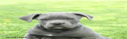 Cane Corso dogs for sale: Spike - Ad 4