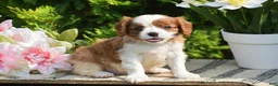 Cavalier King Charles Spaniel dogs for sale: Sugar - Ad 3