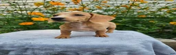Miniature Dachshund dogs for sale: Roxy - Ad 9