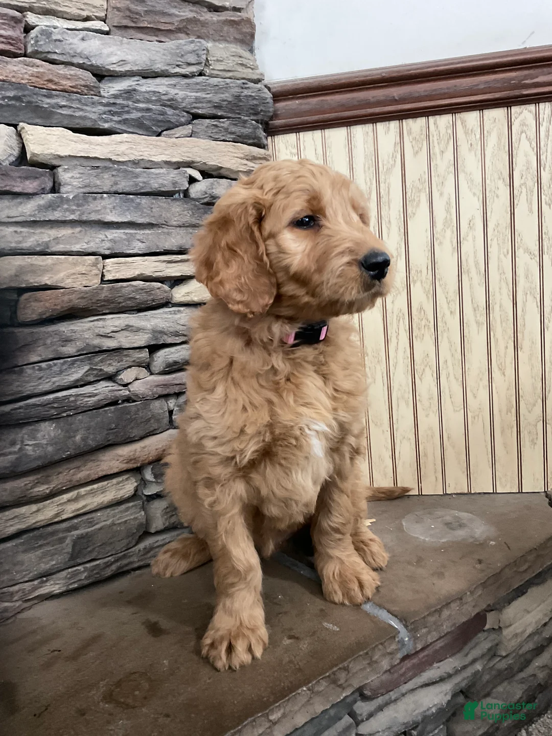 Goldendoodle dogs for sale: Caz - Ad 5