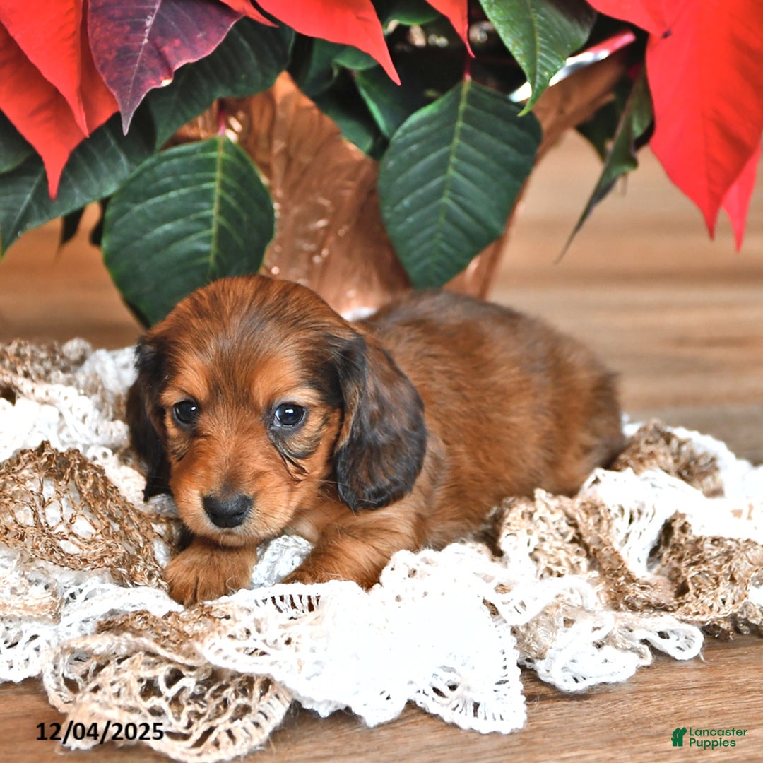 Miniature Dachshund dogs for sale: Stacey - Ad 3