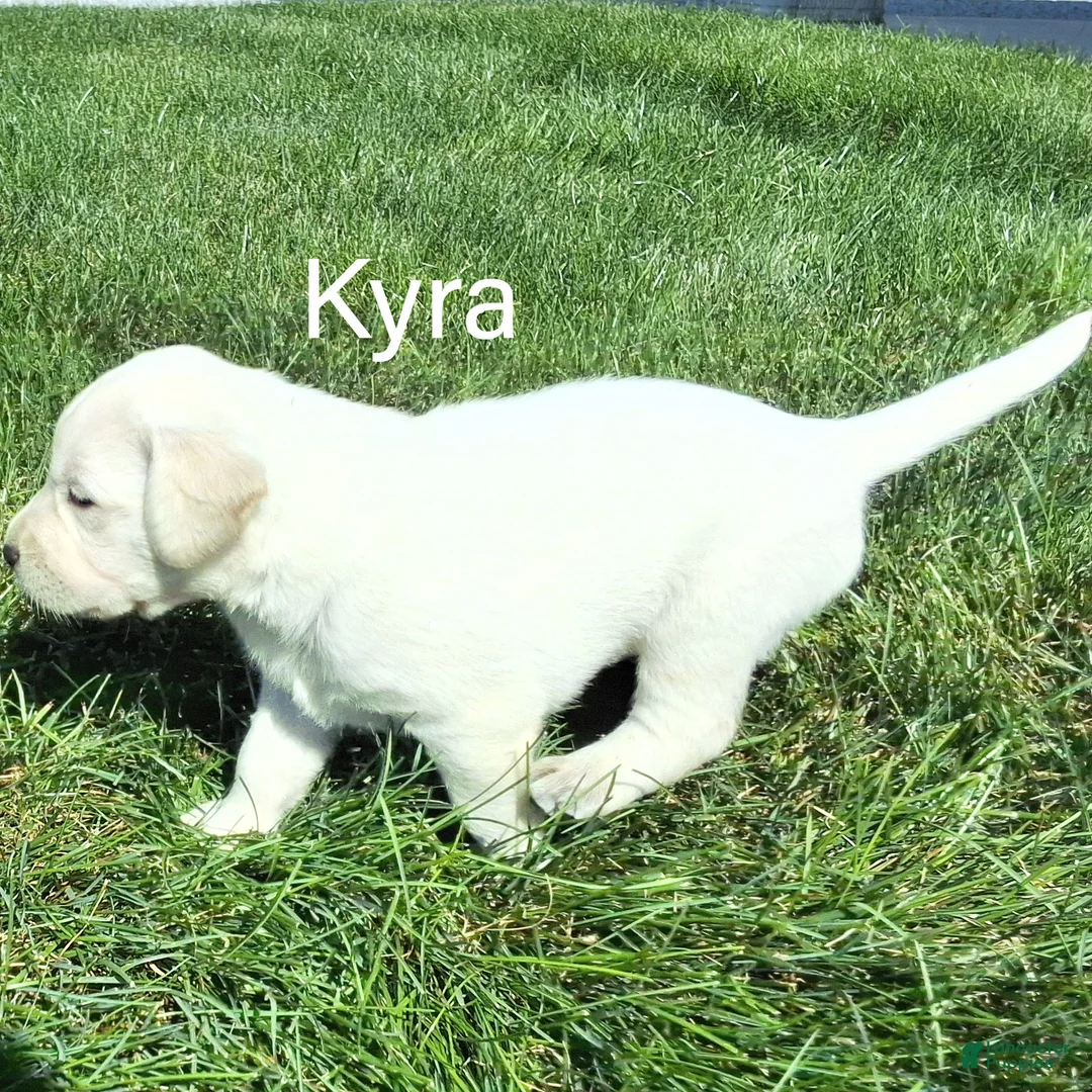Labrador Retriever dogs for sale: Kyra Labrador Retriever 8 - Ad 2