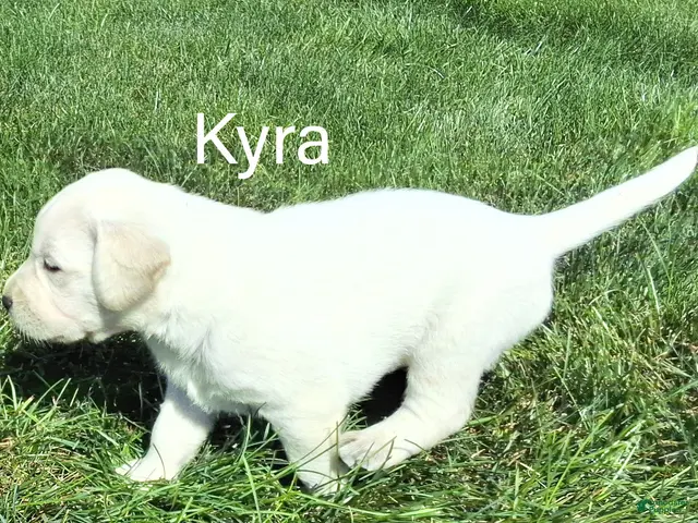 Labrador Retriever dogs for sale: Kyra Labrador Retriever 8 - Ad 2
