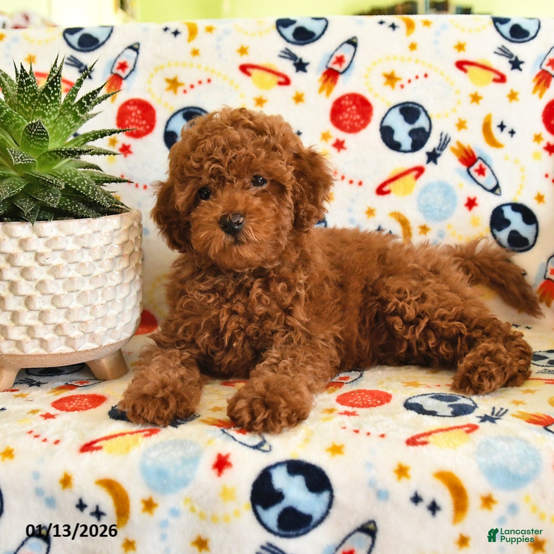 Miniature Poodle dogs for sale: Mason - Ad 2