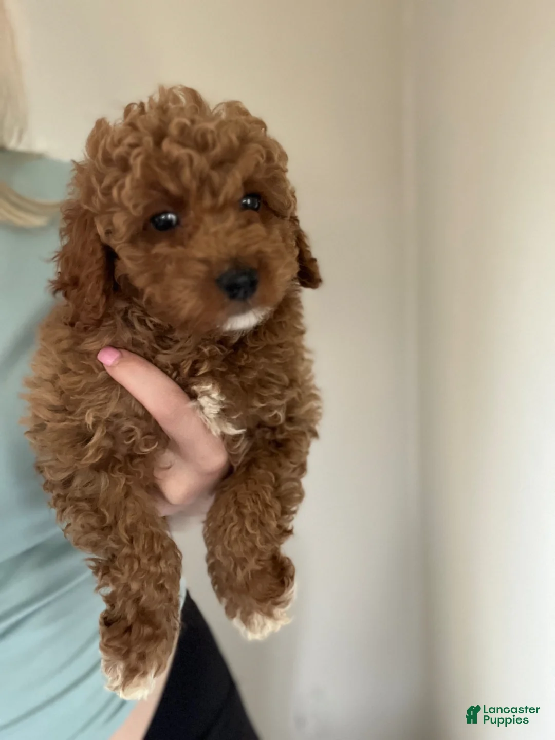 Mini Goldendoodle dogs for sale: Jax  - Ad 2