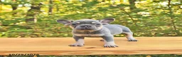 French Bulldog dogs for sale: Allie - Ad 3
