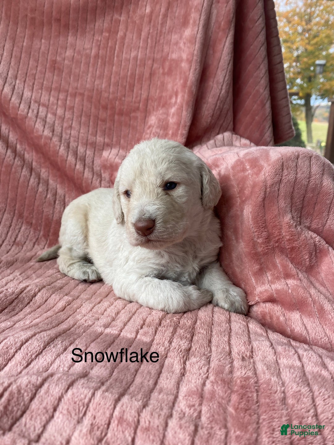 Labradoodle dogs for sale: Snowflake - Ad 24