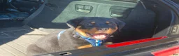 Rottweiler dogs for sale: Napoleon - Ad 12
