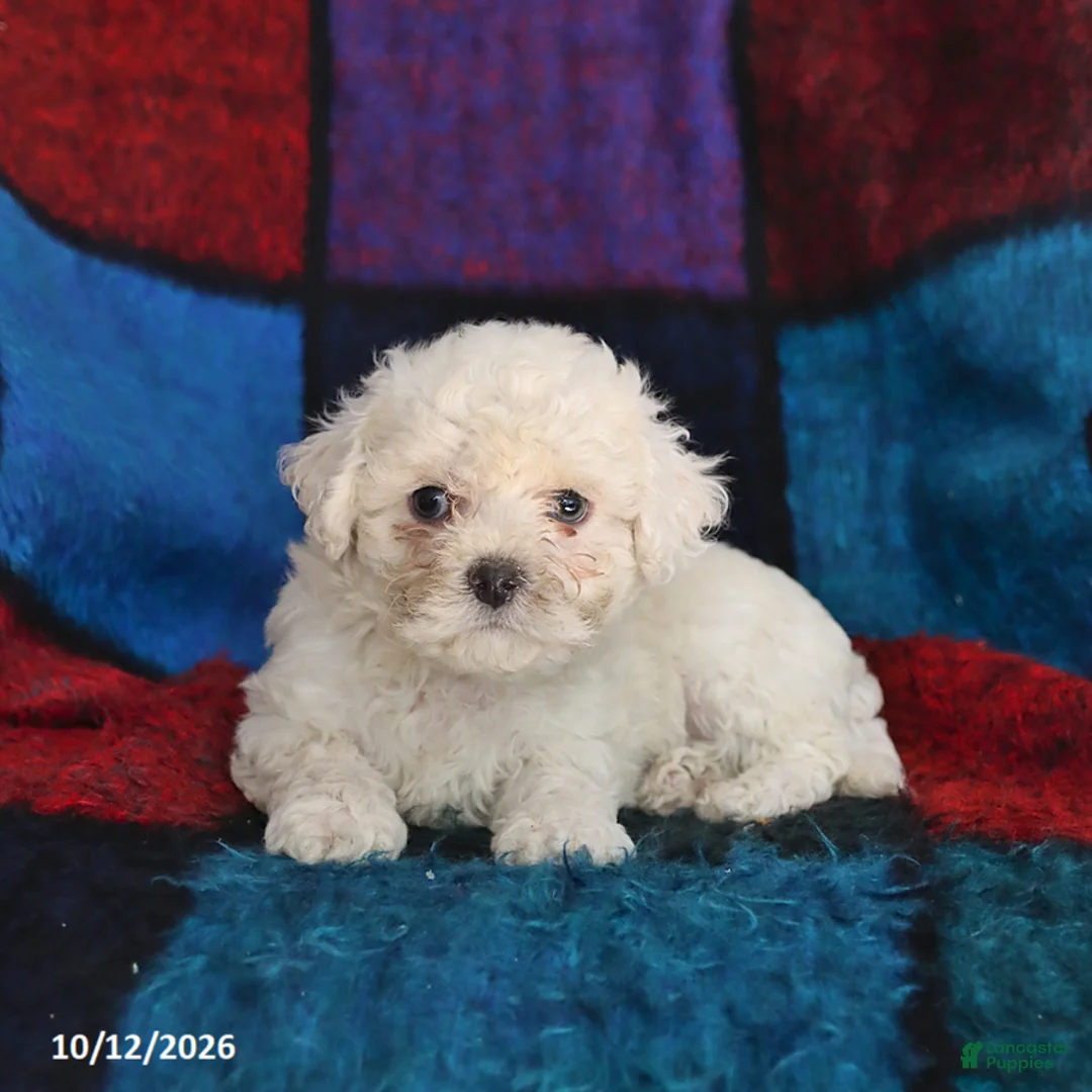 Maltese dogs for sale: Scout - Ad 3