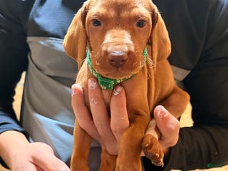 Vizsla dogs Green Male - Ad 2