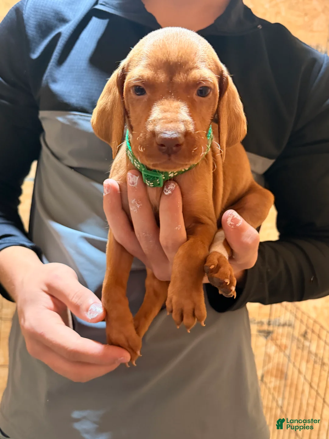 Vizsla dogs for sale: Green Male - Ad 1