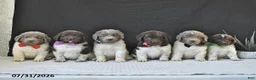 Newfoundland dogs for sale: Jade - Ad 5