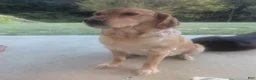 Golden Retriever dogs for sale: Golden Retriever 1 - Ad 2