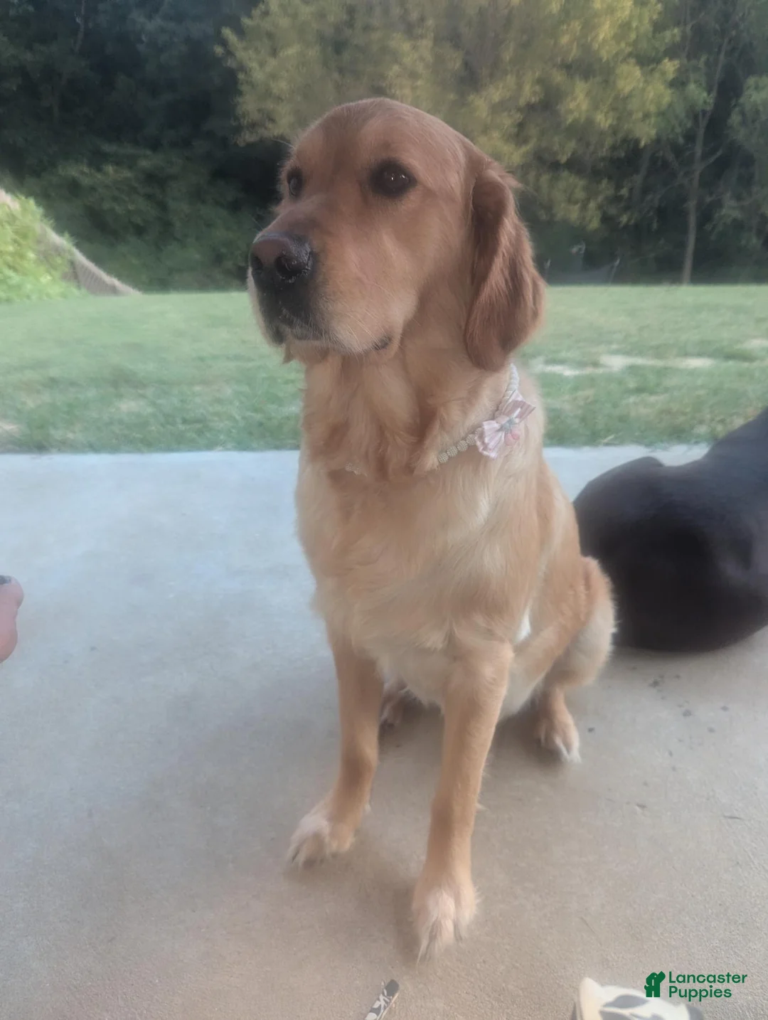 Golden Retriever dogs for sale: Golden Retriever 1 - Ad 2