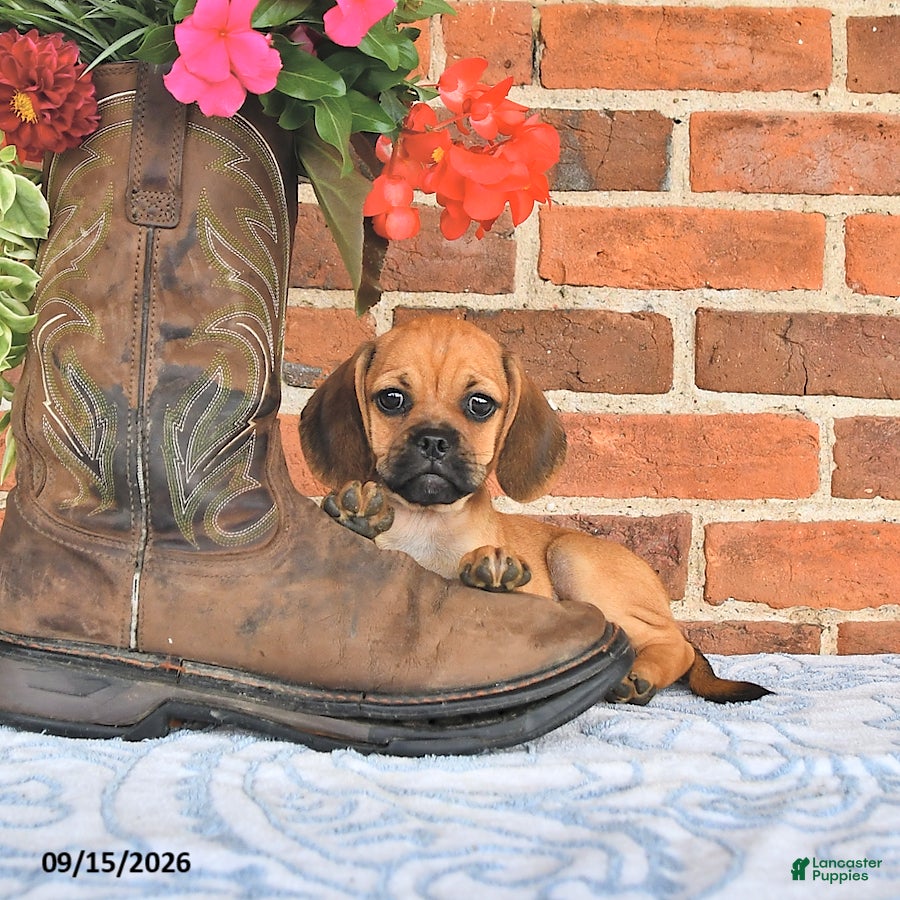 Puggle dogs Shoshannah - Ad 1