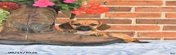 Puggle dogs for sale: Shoshannah - Ad 1