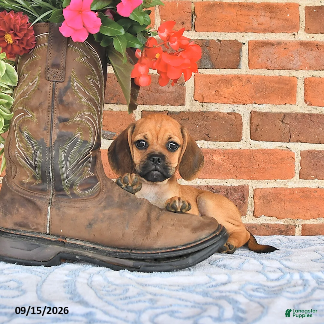 Puggle dogs for sale: Shoshannah - Ad 1