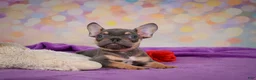 French Bulldog dogs for sale: Bobby - Ad 3