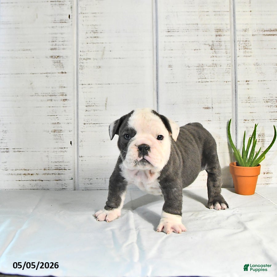 English Bulldog dogs for sale: Stella - Ad 2
