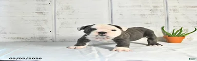 Stella