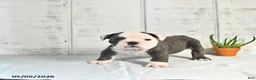 English Bulldog dogs for sale: Stella - Ad 1