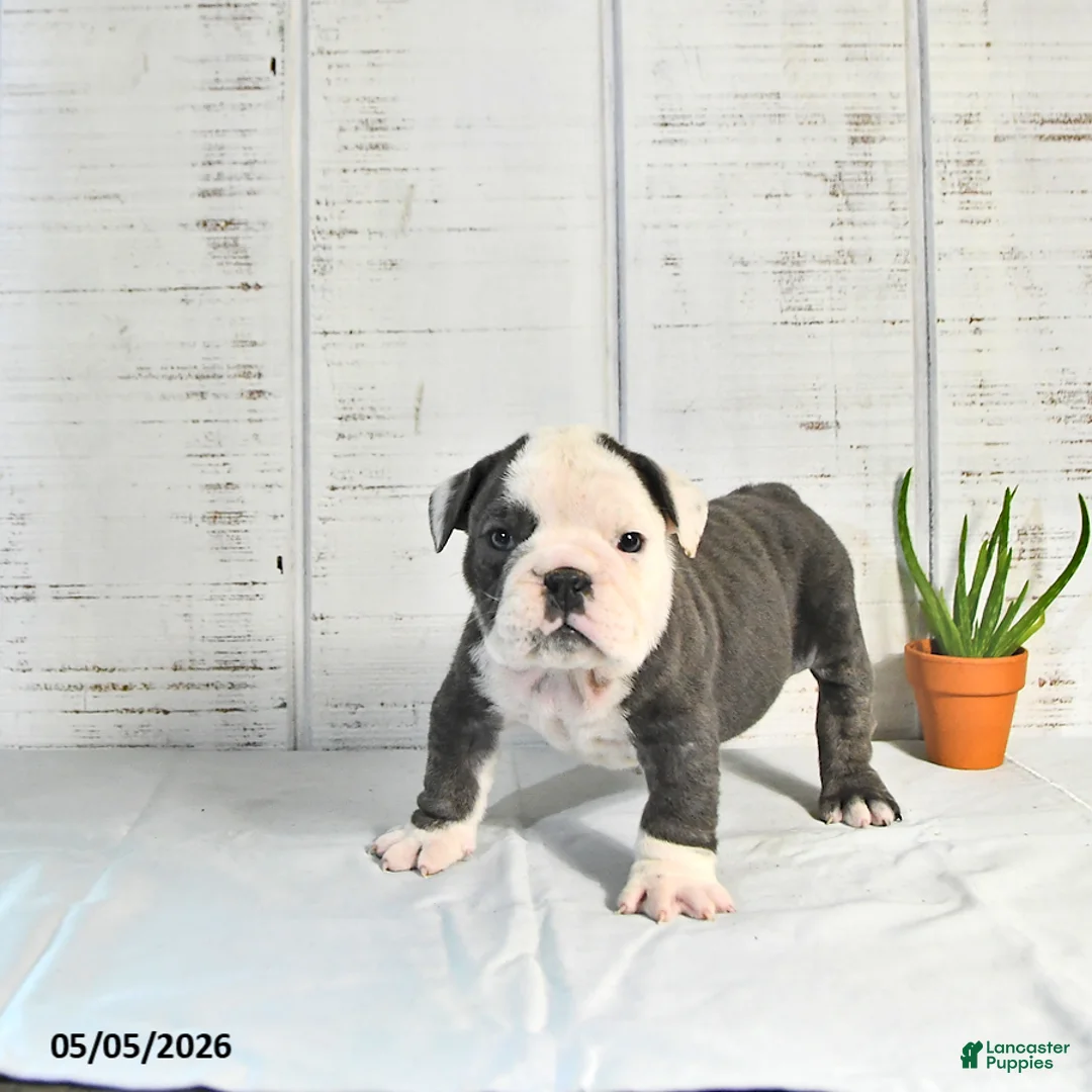 English Bulldog dogs for sale: Stella - Ad 1
