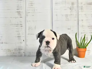 English Bulldog dogs for sale: Stella - Ad 2