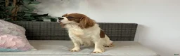 Cavalier King Charles Spaniel dogs for sale: Kenny  - Ad 1