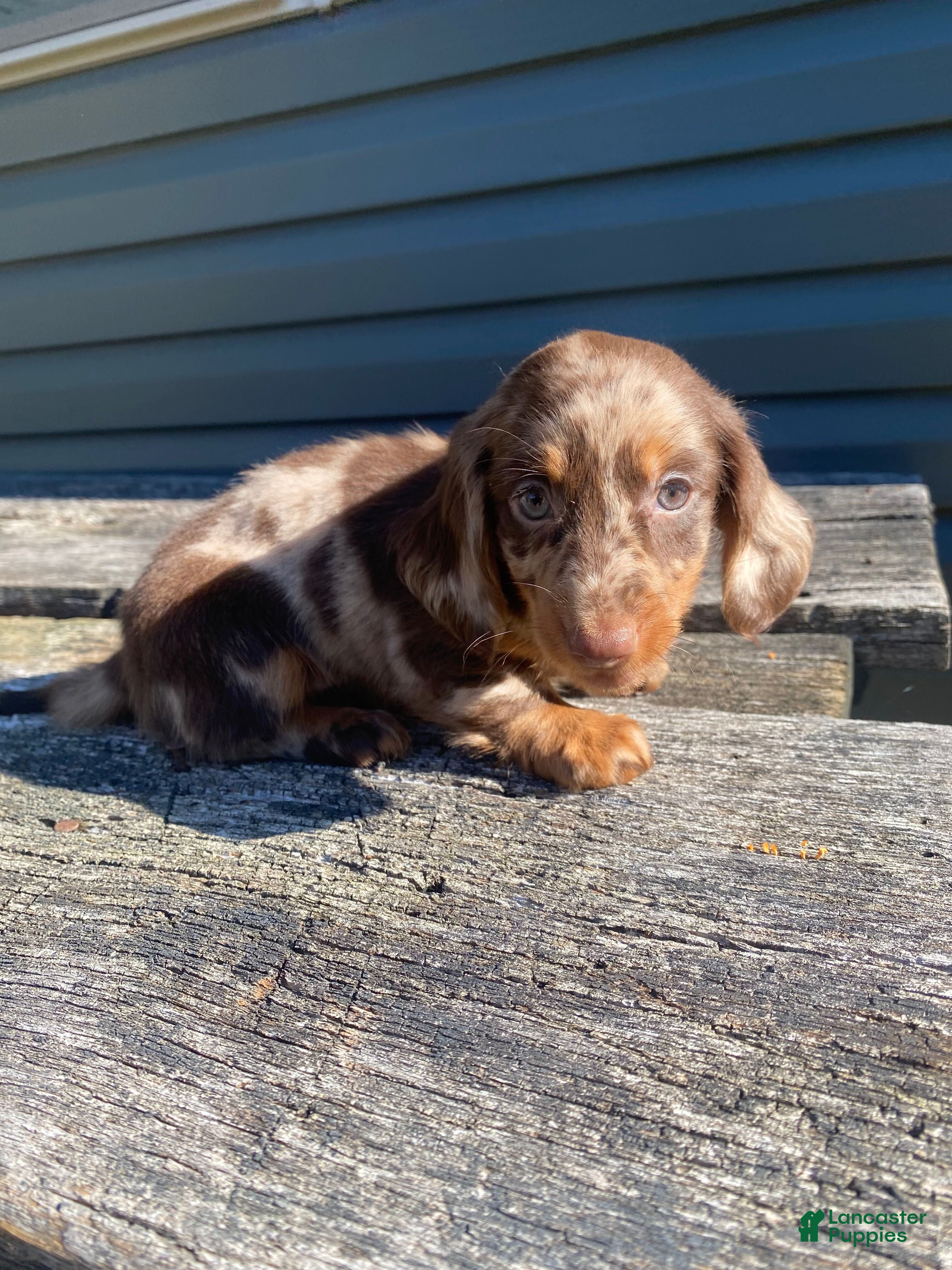 Miniature Dachshund dogs Hank - Ad 1