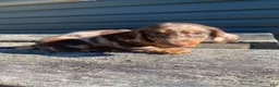 Miniature Dachshund dogs for sale: Hank - Ad 1