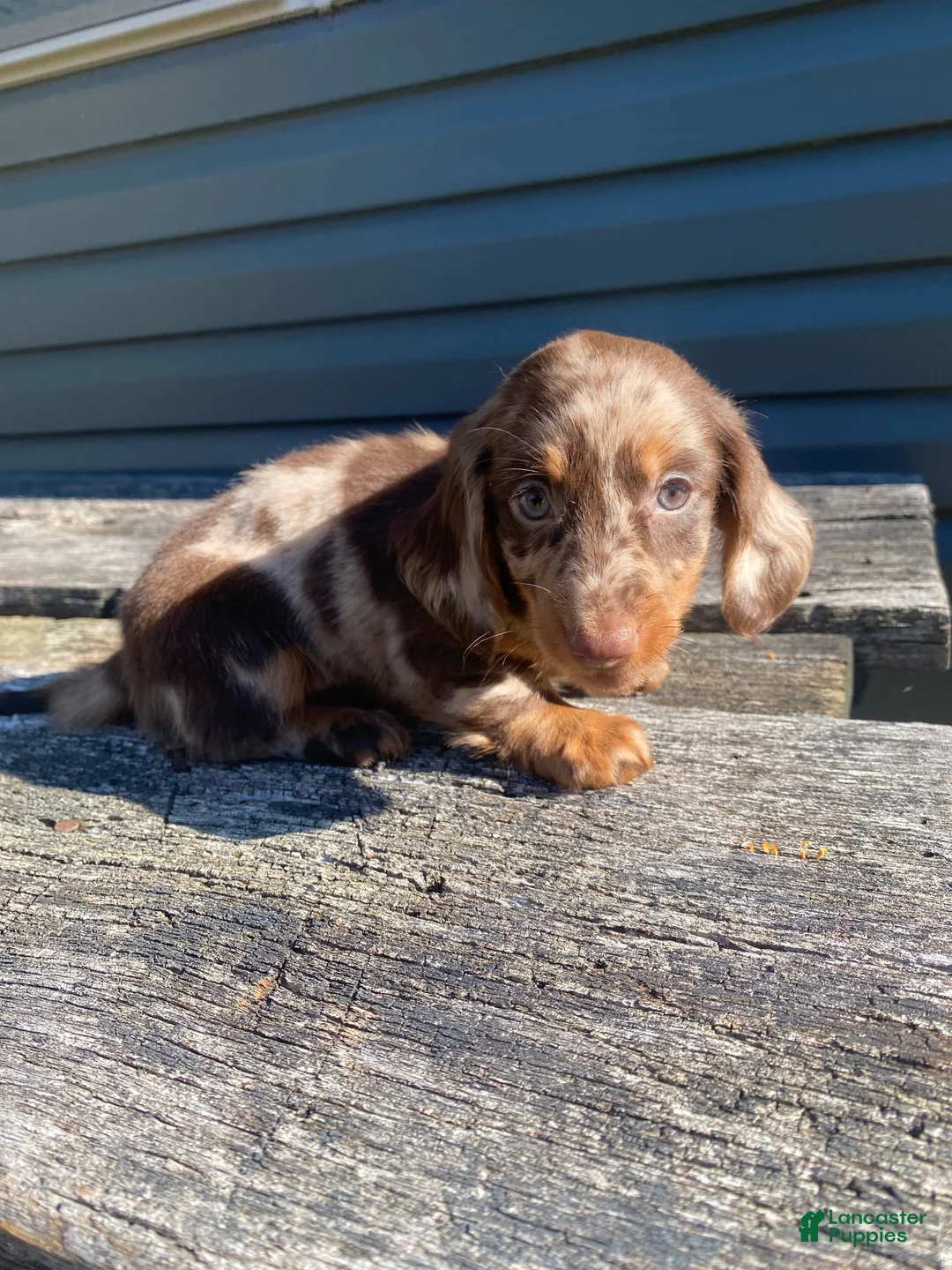 Miniature Dachshund dogs for sale: Hank - Ad 1