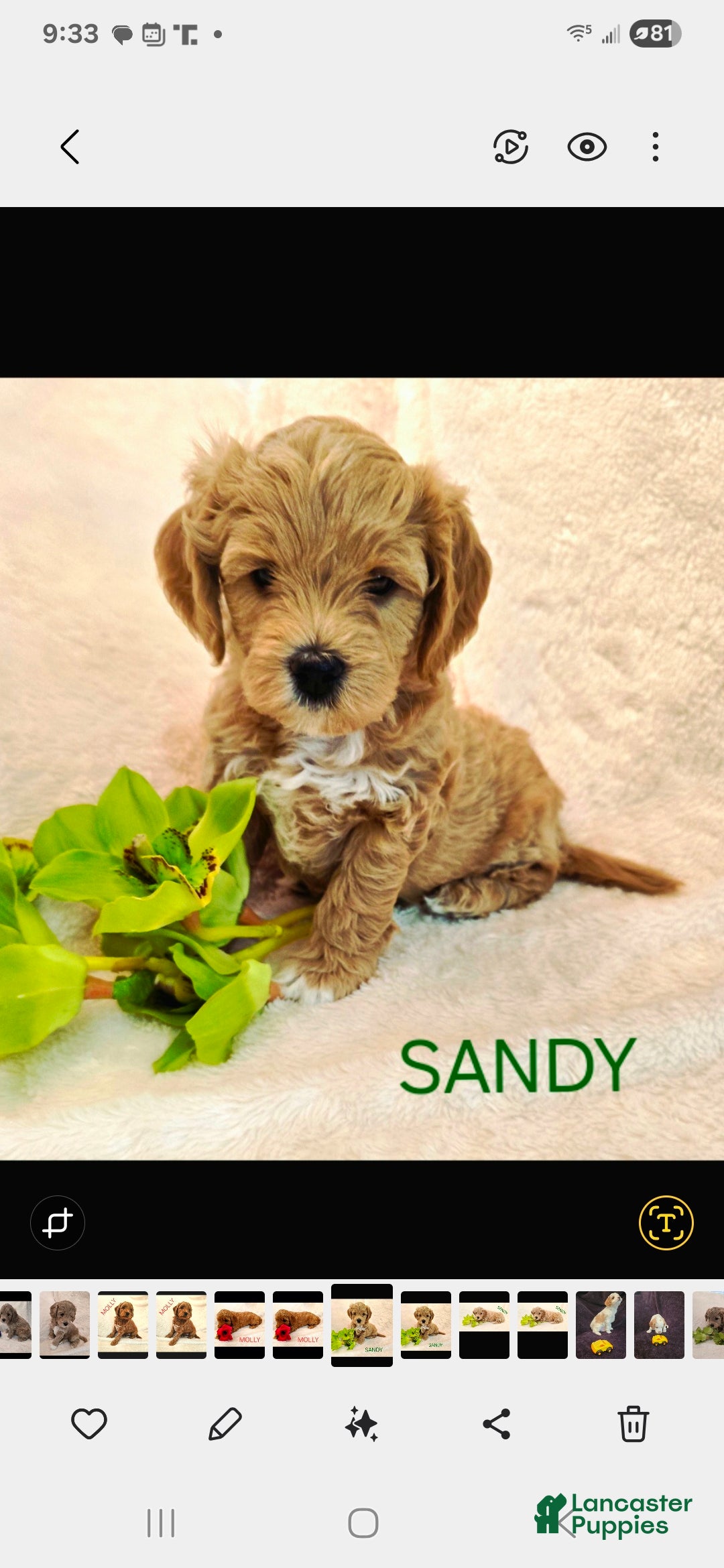 Goldendoodle dogs Sandy - Ad 9